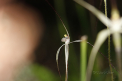 Caladenia microchila