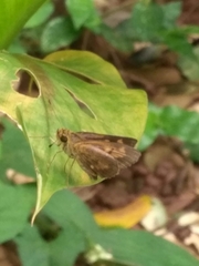 Oriens goloides