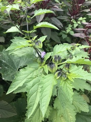 Nicandra physalodes