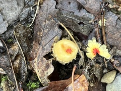Calostoma lutescens