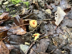 Calostoma lutescens