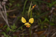 Diuris hazeliae