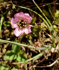 Drosera zeyheri