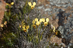 Diuris hazeliae