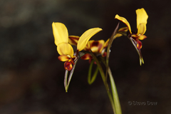 Diuris hazeliae