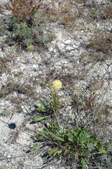 Cephalaria uralensis