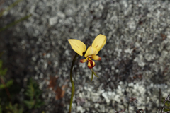 Diuris hazeliae