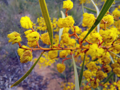 Phyllodineae