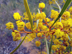 Phyllodineae