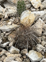 Hamatocactus hamatacanthus hamatacanthus