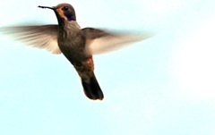 Colibri delphinae