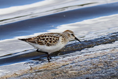 Calidris minuta
