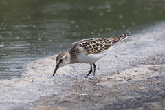 Calidris minuta