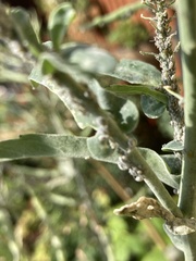 Brevicoryne brassicae