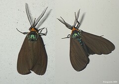 Ctenucha virginica