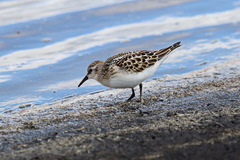 Calidris minuta