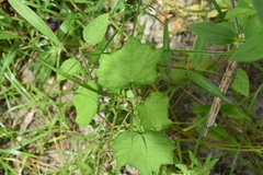Malvaceae