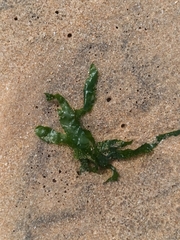 Ulva lactuca