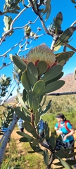 Protea glabra