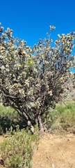 Protea glabra