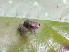 Duttaphrynus melanostictus