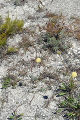 Cephalaria uralensis