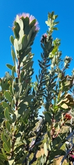 Protea glabra