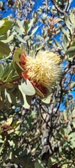 Protea glabra