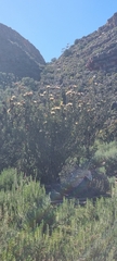Protea glabra