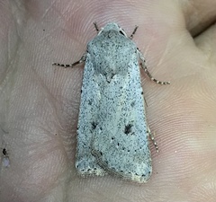 Agrotis vetusta