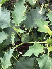 Datura stramonium