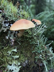 Gymnopilus penetrans