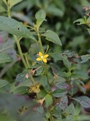 Ludwigia hyssopifolia