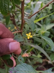 Ludwigia hyssopifolia