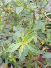 Ludwigia hyssopifolia