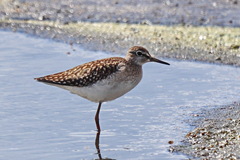 Tringa glareola