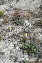 Cephalaria uralensis