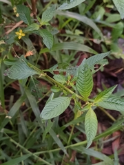 Ludwigia hyssopifolia