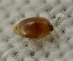 Sericoderus