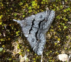 Dichromodes mesogonia