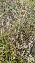Carex leporina