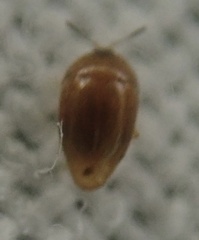 Sericoderus