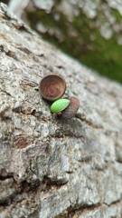 Apoda limacodes