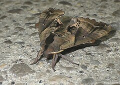 Paonias excaecata