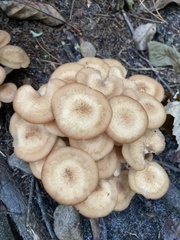 Physalacriaceae