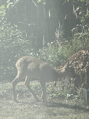 Capreolus capreolus