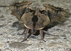 Paonias excaecata