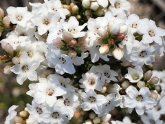 Epacris rigida