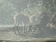 Capreolus capreolus