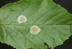 Cameraria corylisella